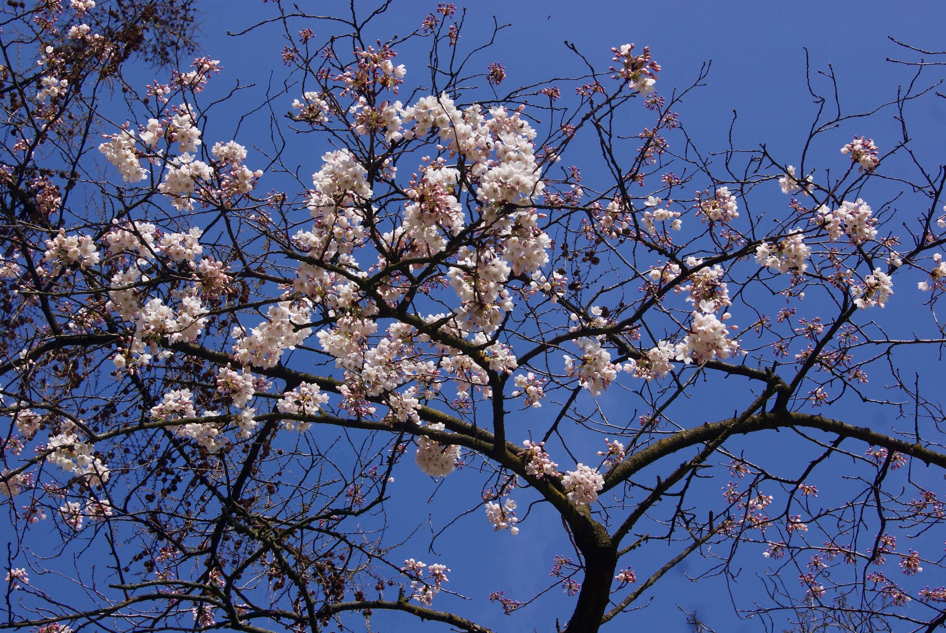 clima de marzo en alemania